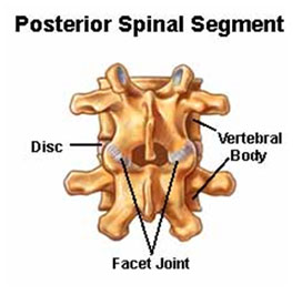 Medial branch nerves are small nerves that feed out from the facet joints in the spine.