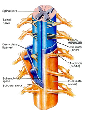 Spinal Arachnoiditis is a painful neuropathic disease caused by an inflammation of the arachnoid, a condition treated by the arachnoiditis specialists at KBNI.